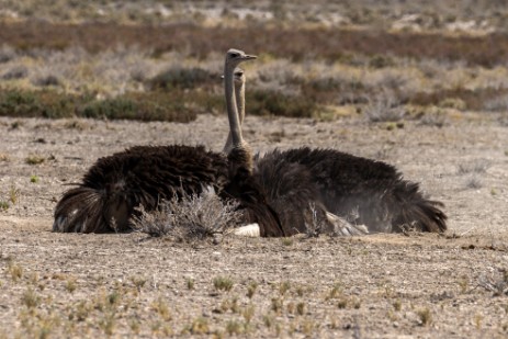 Strauße im Etosha NP