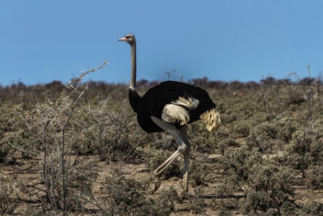 Strauß im Etosha NP