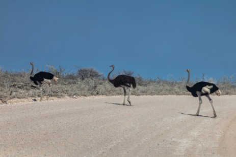Strauße überqueren Piste im Etosha NP