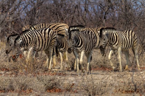 Zebras im Etosha NP