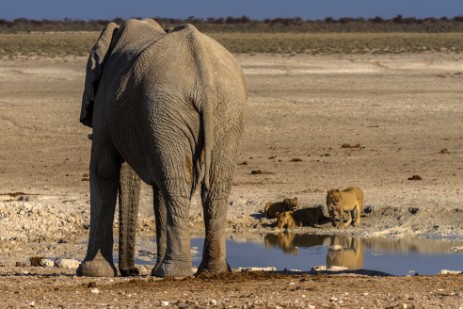 Löwen und Elefant am Wasserloch Nebrownii im Etosha NP