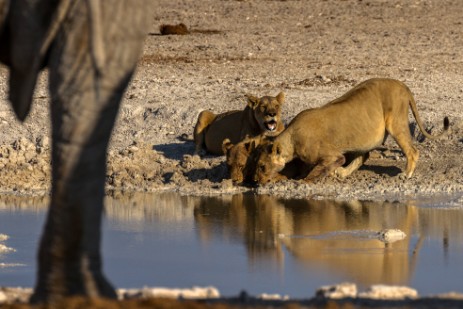 Löwen und Elefant am Wasserloch Nebrownii im Etosha NP