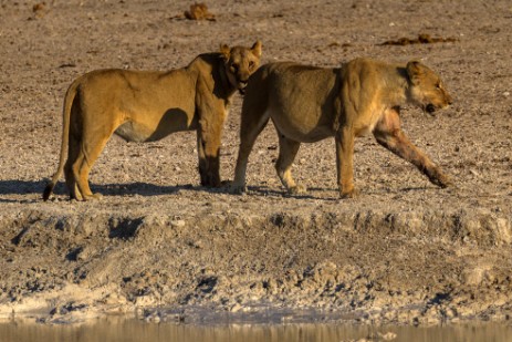 Löwen am Wasserloch Nebrownii im Etosha NP