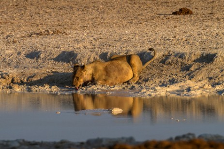 Löwin am Wasserloch Nebrownii im Etosha NP