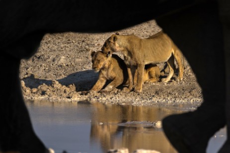 Löwen und Elefant am Wasserloch Nebrownii im Etosha NP
