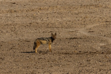 Schakal im Etosha NP