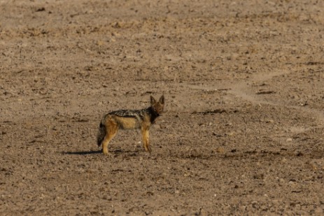 Schakal im Etosha NP