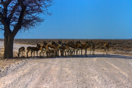 Springbocks unter Baum auf Piste im Etosha NP