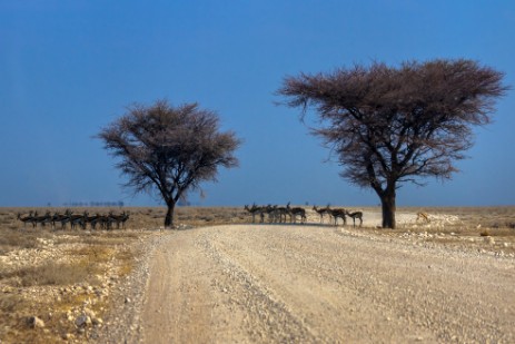 Springbocks auf Piste im Etosha NP