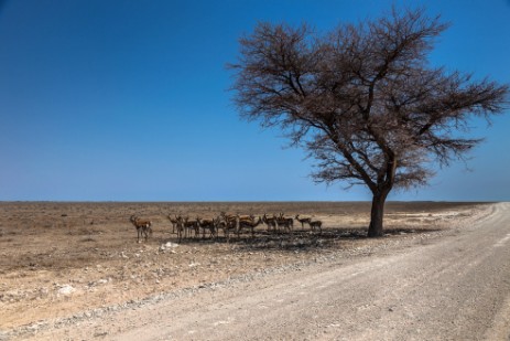 Springbocks unter Baum neben Piste im Etosha NP