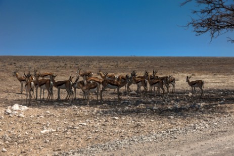 Springbocks unter Baum neben Piste im Etosha NP