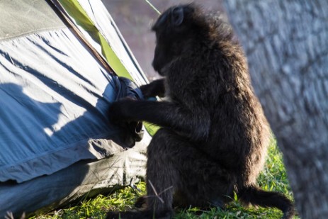 Pavian öffnet Zelt am Campingplatz Waterberg Plateau Park