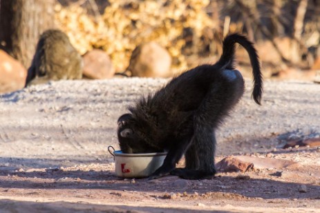 avian frisst mit Topf am Campingplatz Waterberg Plateau Park