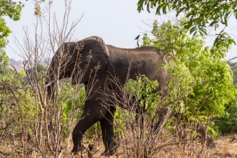 Elefant am Senyati Safari Camp