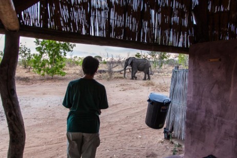 Elefant am Senyati Safari Camp