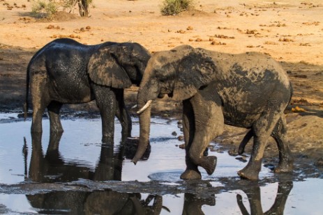 Elefanten am Wasserloch am Senyati Safari Camp