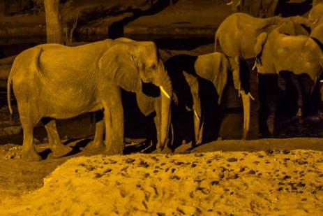 Elefanten am Wasserloch am Senyati Safari Camp