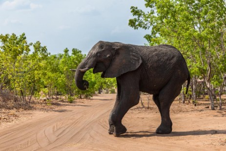 Elefant am Senyati Safari Camp