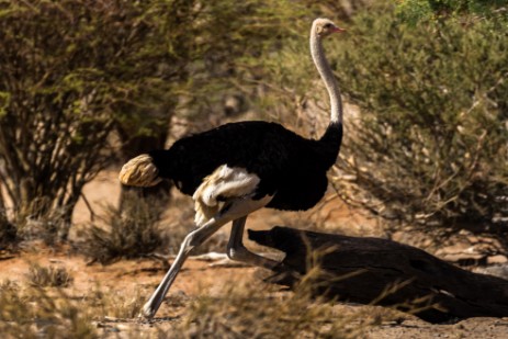 Strauß bei Sesriem in Namib