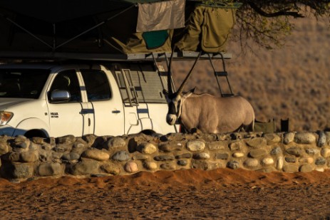 Oryx am Sesriem Campsite