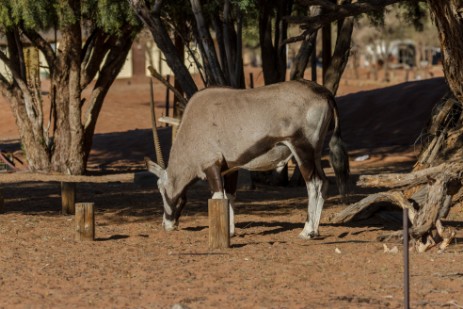 Oryx am Sesriem Campsite