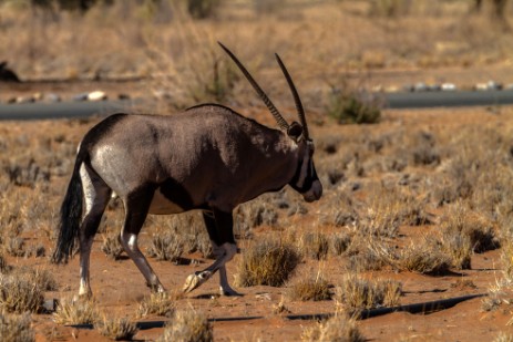 Oryx am Sesriem Campsite