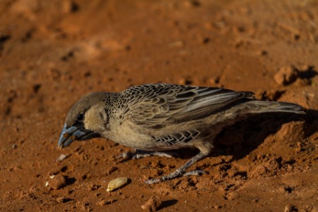 Webervogel am Sesriem Campsite