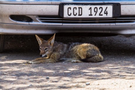 Schakal unter Auto auf Parkplatz bei Deadvlei