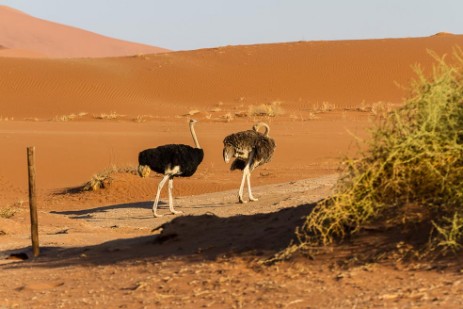 Strauße bei Sossusvlei im Namib Naukluft NP