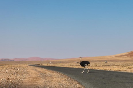 Strauß überquert Straße in Sesriem Naukluft NP