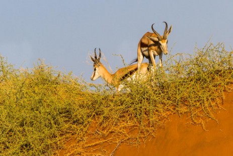 Springbocks bei Deadvlei im Namib Naukluft NP