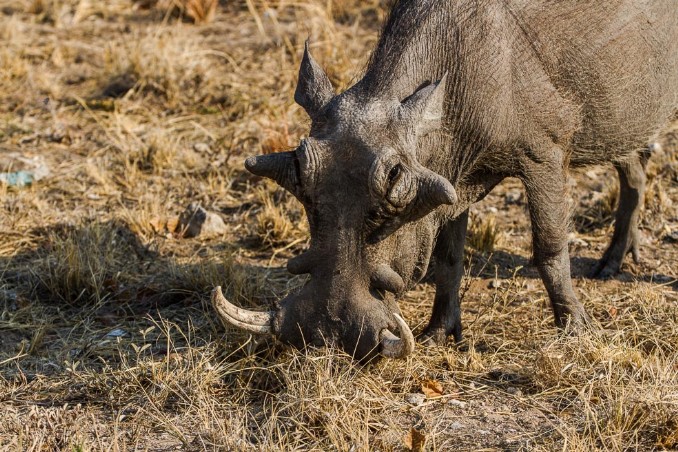 Warzenschwein beim Fressen