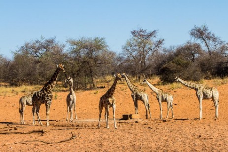 Giraffen am Waterberg Plateau Park