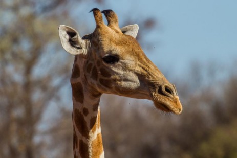 Giraffe am Waterberg Plateau Park