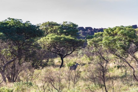 Eland in Ferne am Waterberg Plateau Park