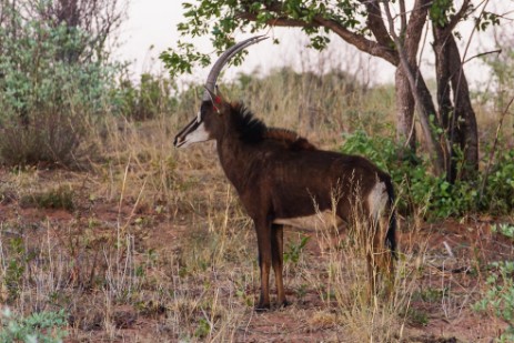 Sable mit Ohrmarke am Waterberg Plateau Park