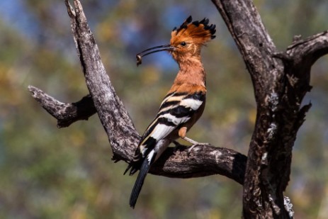 Wiedehoopf im Waterberg Plateau Park